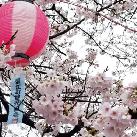 蟹江町 藤丸団地の 夜桜ライトアップ が始まりました！ | 蟹江町観光